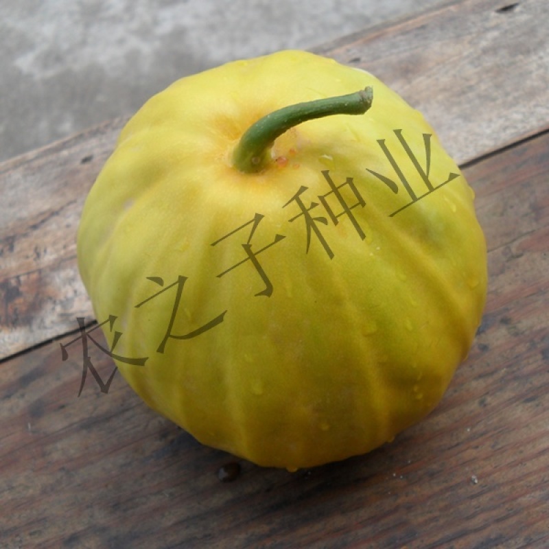 黄金蜜2号杂交丑八怪黄薄皮甜瓜梨瓜种子高产抗病早熟春夏