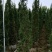 塔松80-300低价出售