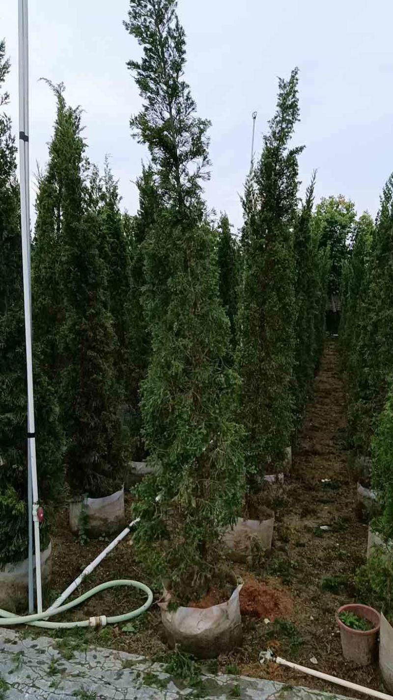 塔松80-300低价出售