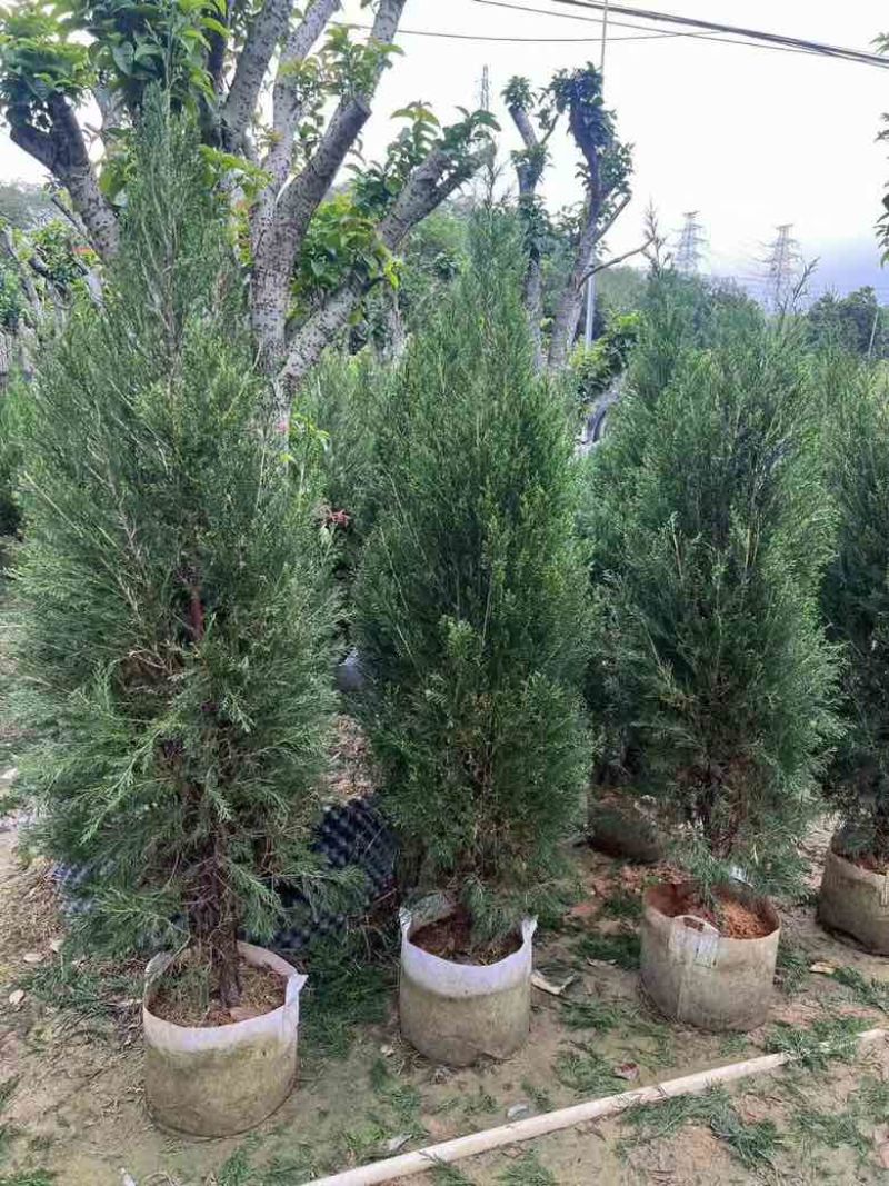 塔松80-300低价出售