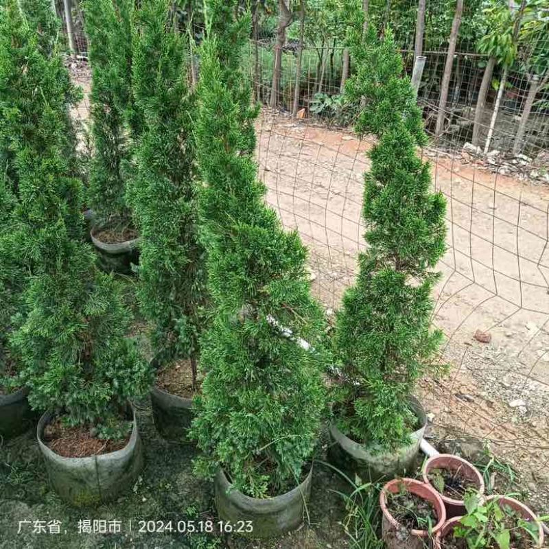 塔松80-300低价出售