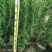 塔松80-300低价出售