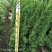 塔松80-300低价出售