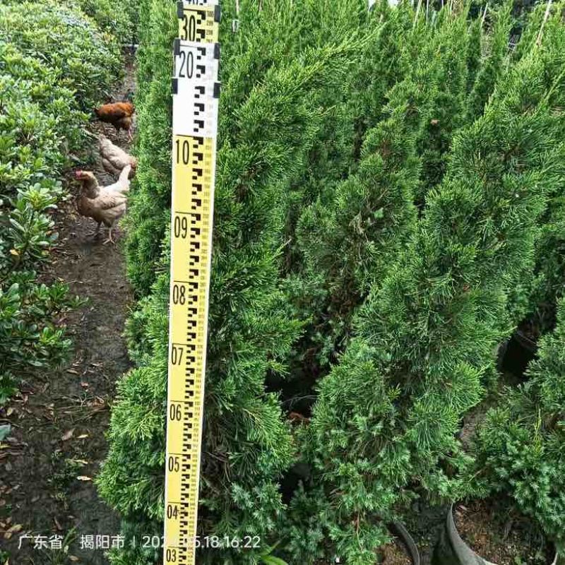 塔松80-300低价出售