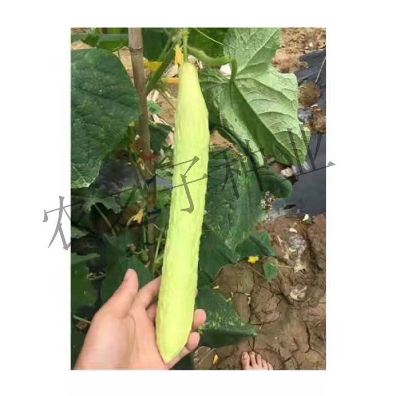 湘江二号白黄瓜高产耐热商品性好采收长基地专用春夏秋播种