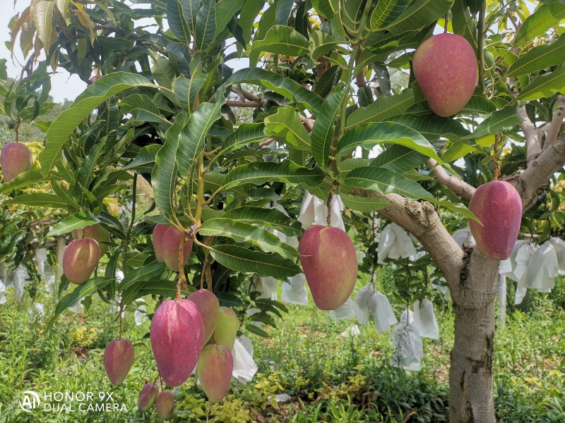 丽江华坪芒果