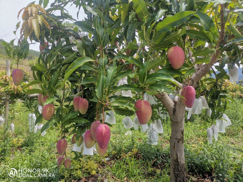 丽江华坪芒果