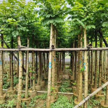 截杆火焰木4～12公分基地直销大小规格齐全欢迎老板来电