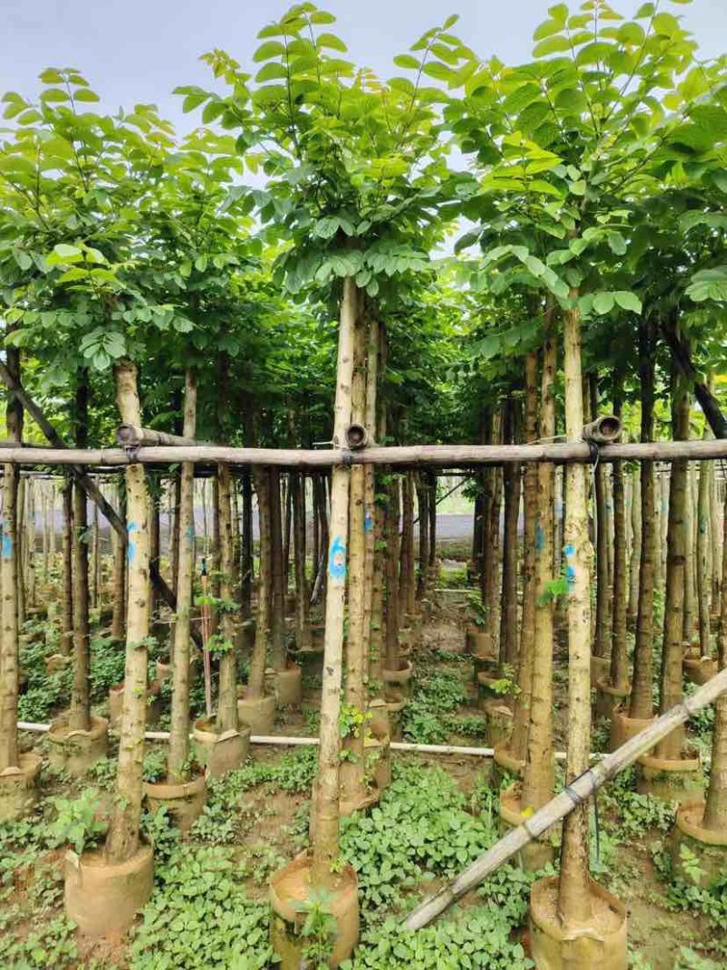 截杆火焰木4～12公分基地直销大小规格齐全欢迎老板来电