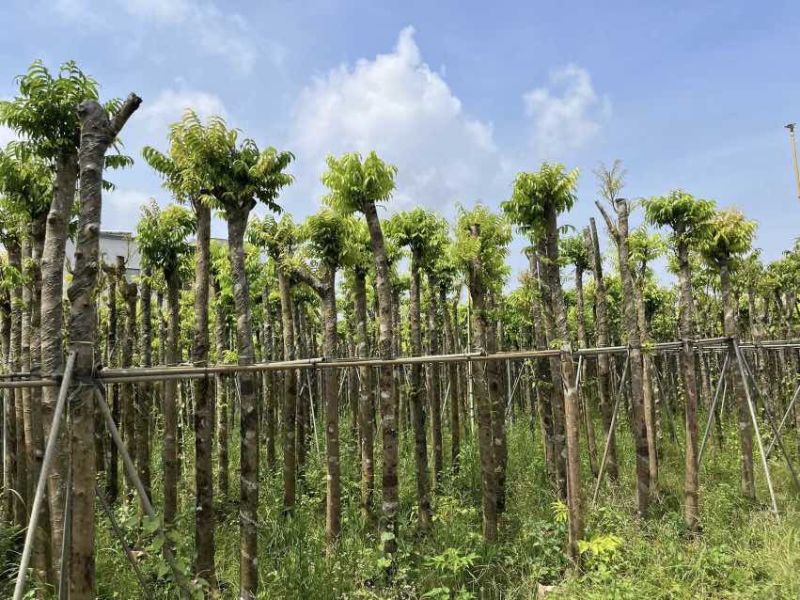 截杆仁面子树5～10公分基地直销大小规格齐全欢迎老板来电