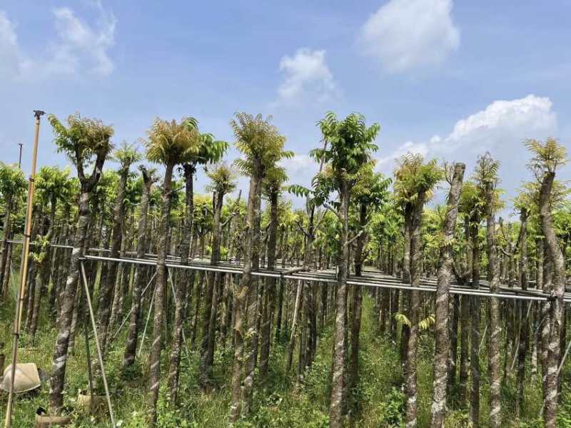 截杆仁面子树5～10公分基地直销大小规格齐全欢迎老板来电