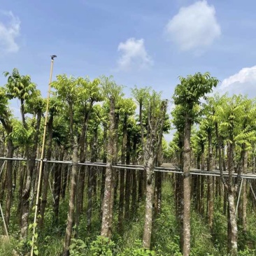 截杆仁面子树5～10公分基地直销大小规格齐全欢迎老板来电