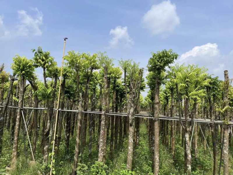 截杆仁面子树5～10公分基地直销大小规格齐全欢迎老板来电