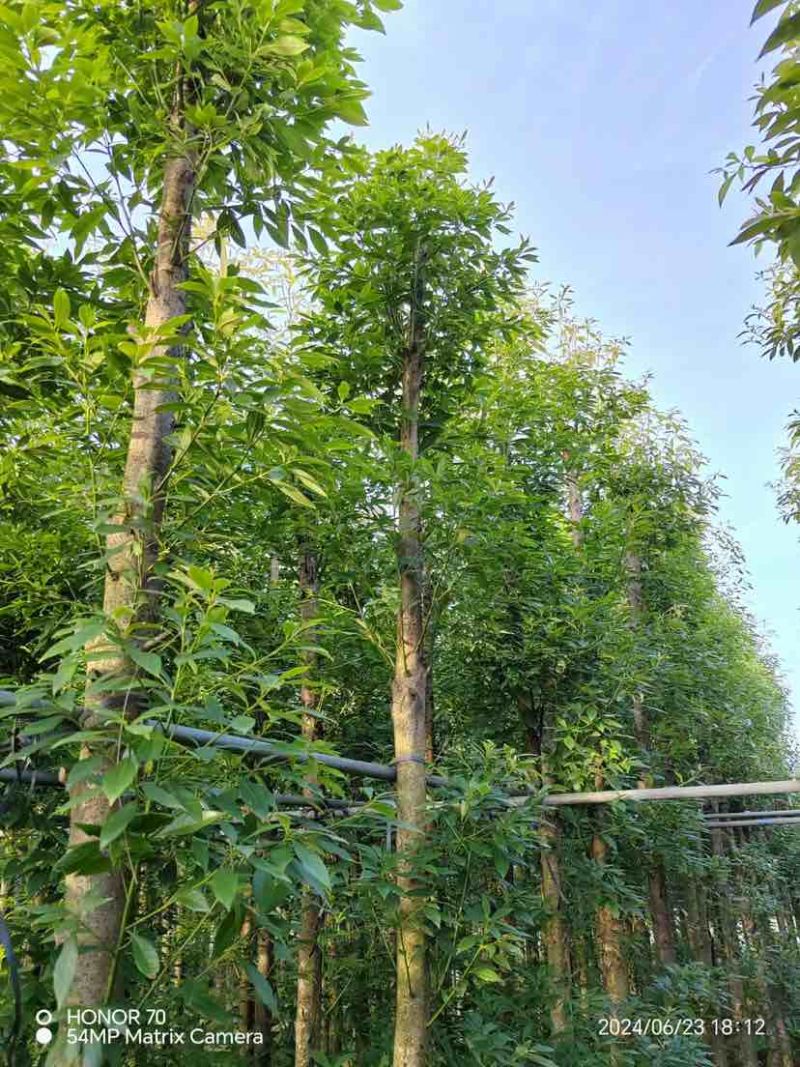金丝楠木5～12公分基地直销大小规格齐全欢迎老板来电洽谈