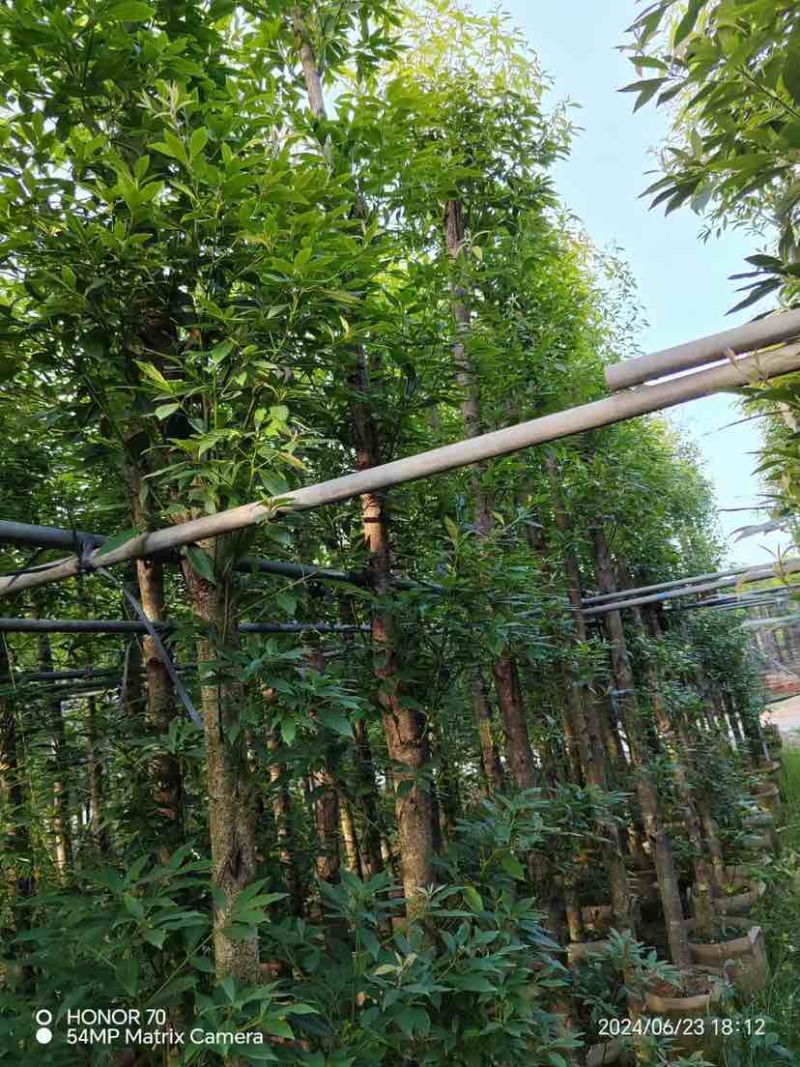 金丝楠木5～12公分基地直销大小规格齐全欢迎老板来电洽谈