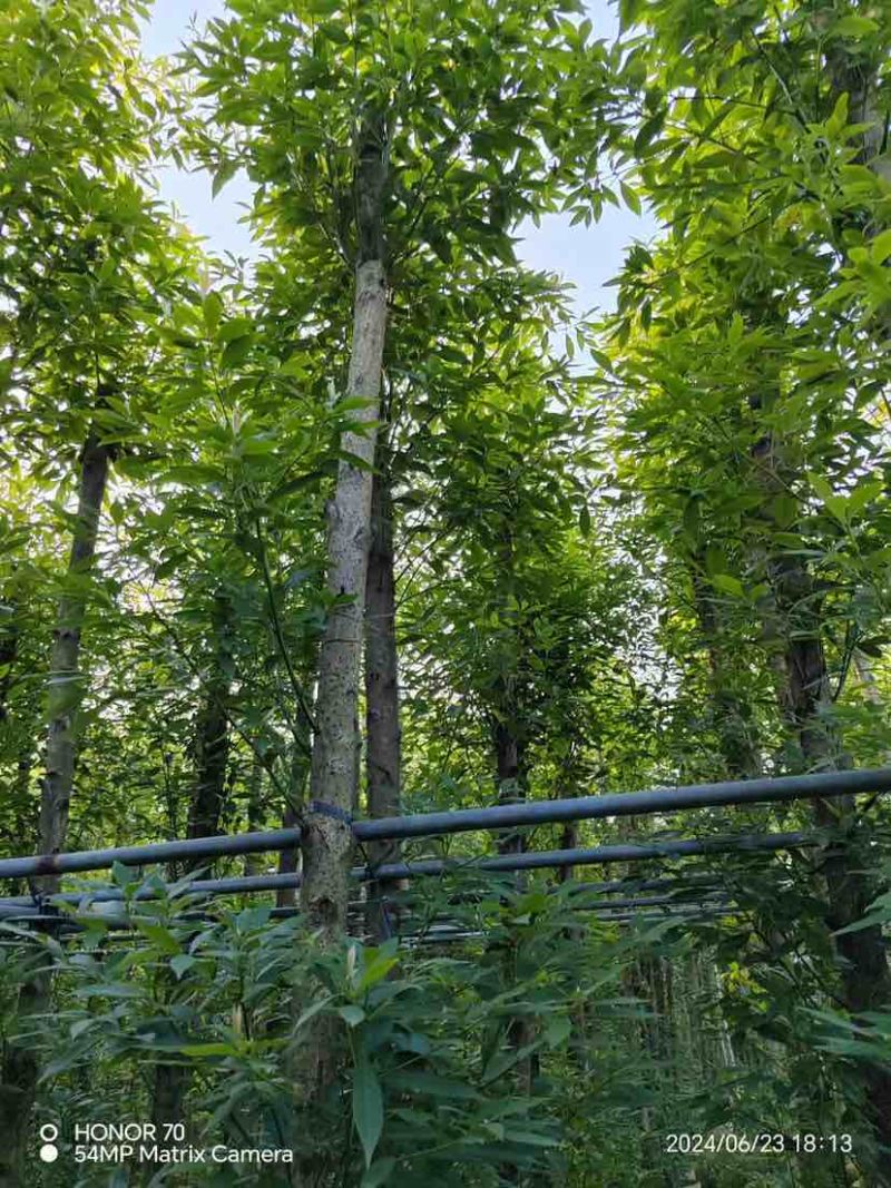 金丝楠木5～12公分基地直销大小规格齐全欢迎老板来电洽谈