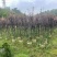 红叶李5～8公分基地直销大小规格齐全欢迎老板来电洽谈合作