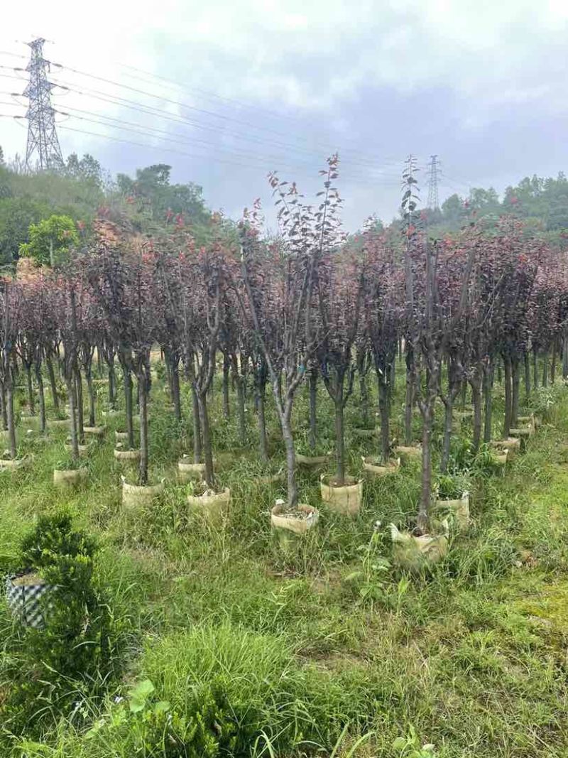 红叶李5～8公分基地直销大小规格齐全欢迎老板来电洽谈合作