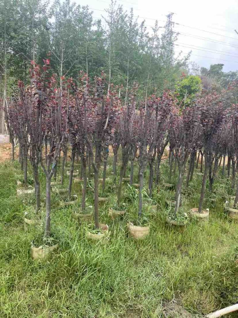 红叶李5～8公分基地直销大小规格齐全欢迎老板来电洽谈合作