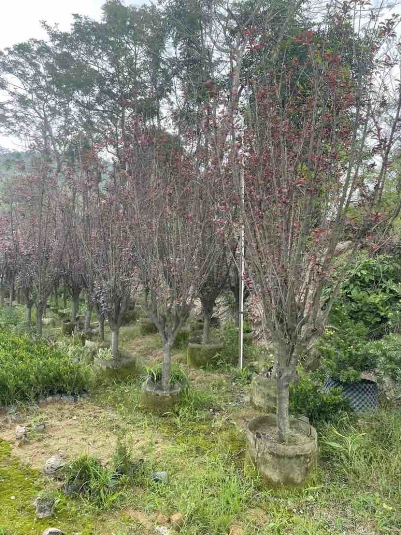 红叶李5～8公分基地直销大小规格齐全欢迎老板来电洽谈合作