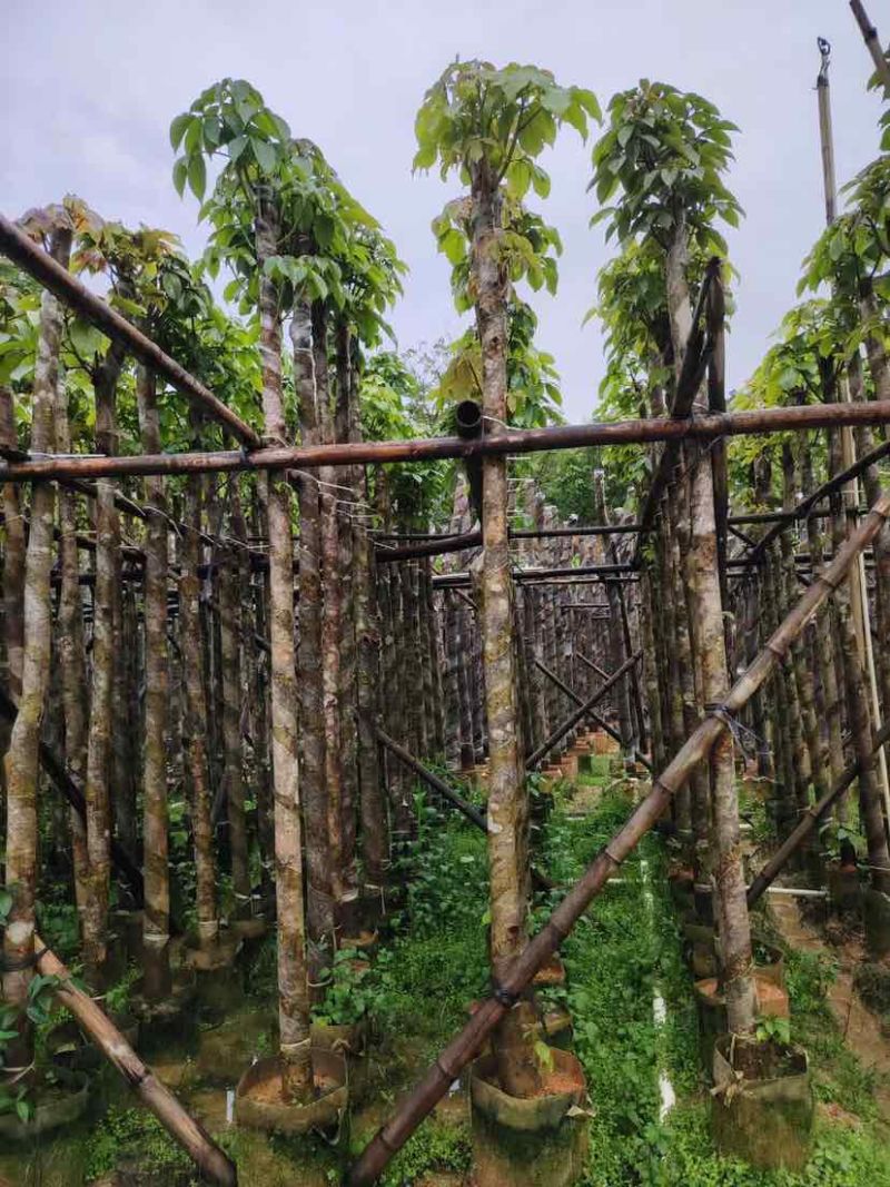 截杆秋枫5～10公分基地直销大小规格齐全欢迎老板来电洽谈