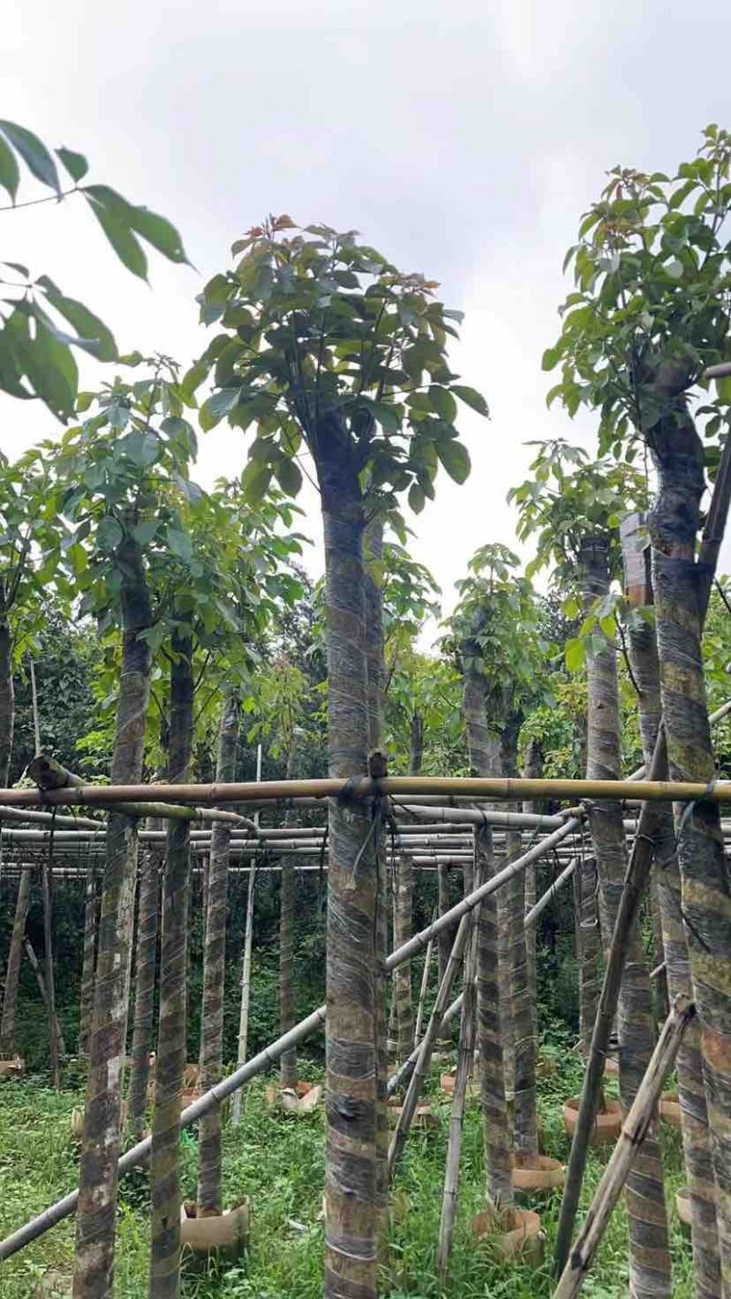 截杆秋枫5～10公分基地直销大小规格齐全欢迎老板来电洽谈