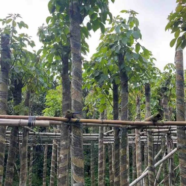 截杆秋枫5～10公分基地直销大小规格齐全欢迎老板来电洽谈
