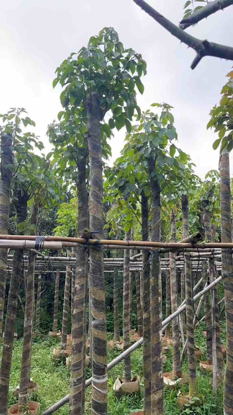 截杆秋枫5～10公分基地直销大小规格齐全欢迎老板来电洽谈