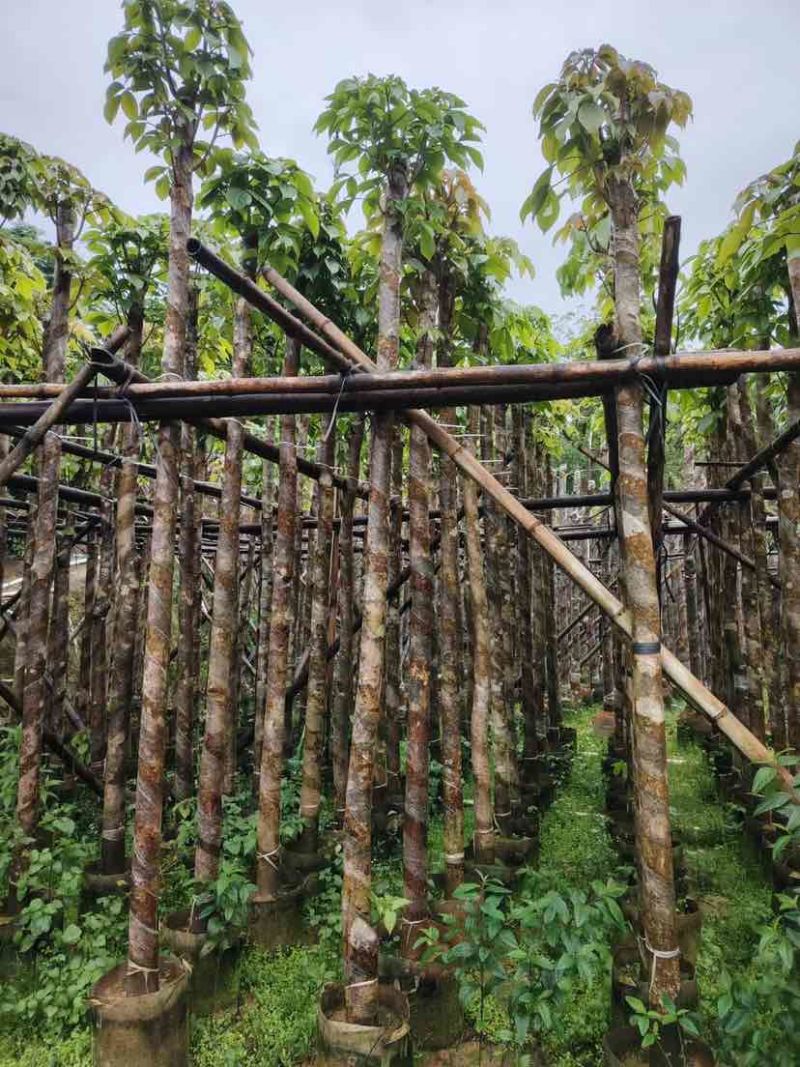 截杆秋枫5～10公分基地直销大小规格齐全欢迎老板来电洽谈