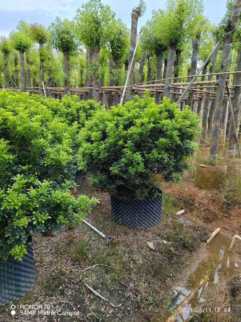 米兰球80～1米基地直销大小规格齐全欢迎老板来电洽谈合作