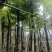 海南葡萄树10～12公分基地直销大小规格齐全欢迎老板来电