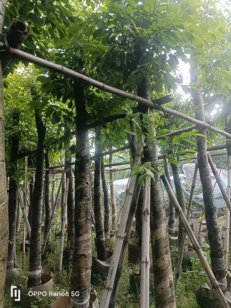 海南葡萄树10～12公分基地直销大小规格齐全欢迎老板来电