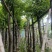 海南葡萄树10～12公分基地直销大小规格齐全欢迎老板来电