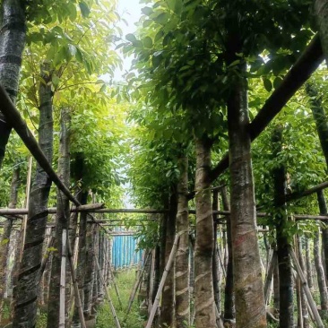 海南葡萄树10～12公分基地直销大小规格齐全欢迎老板来电