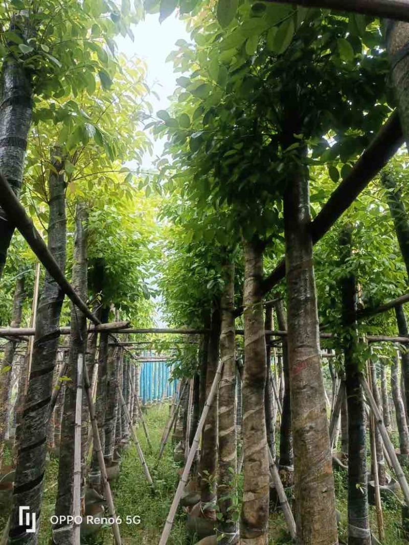 海南葡萄树10～12公分基地直销大小规格齐全欢迎老板来电
