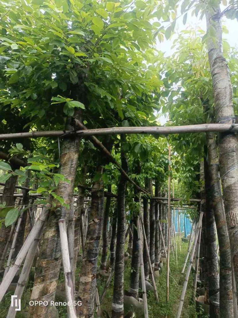 海南葡萄树10～12公分基地直销大小规格齐全欢迎老板来电