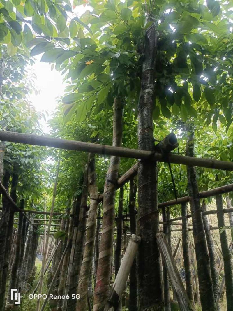 海南葡萄树10～12公分基地直销大小规格齐全欢迎老板来电