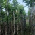 水翁树5～12公分基地直销大小规格齐全欢迎老板来电洽谈