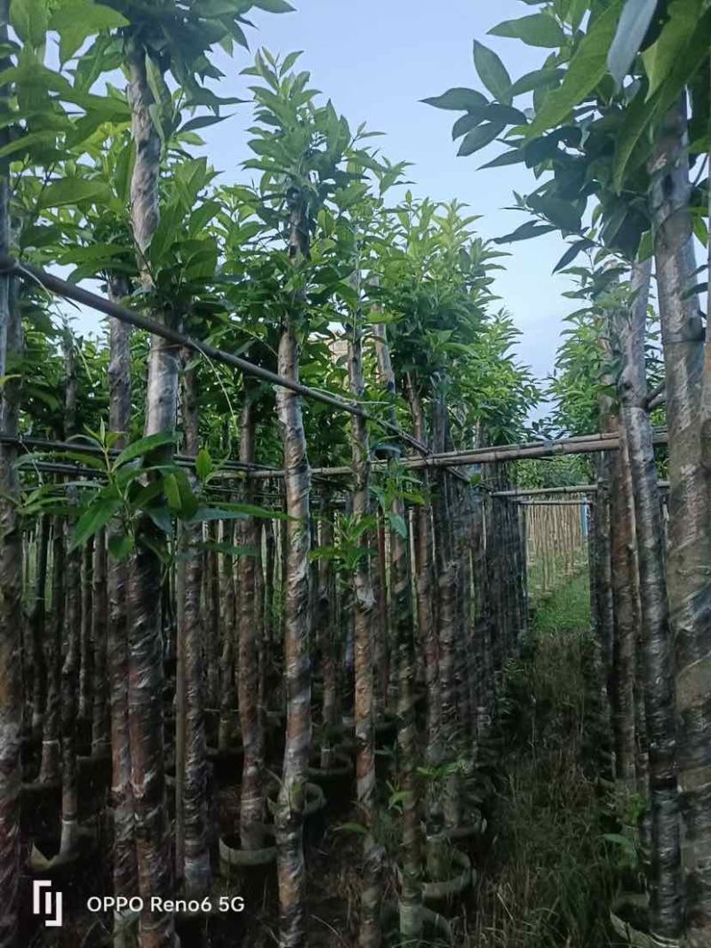 水翁树5～12公分基地直销大小规格齐全欢迎老板来电洽谈