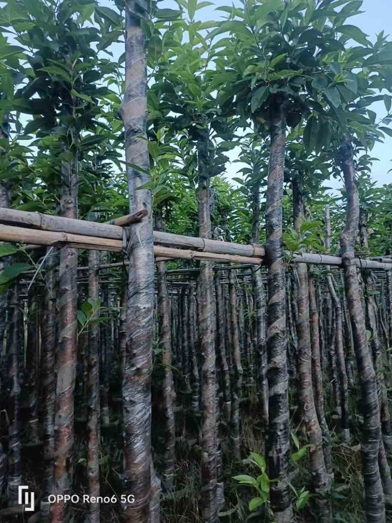 水翁树5～12公分基地直销大小规格齐全欢迎老板来电洽谈