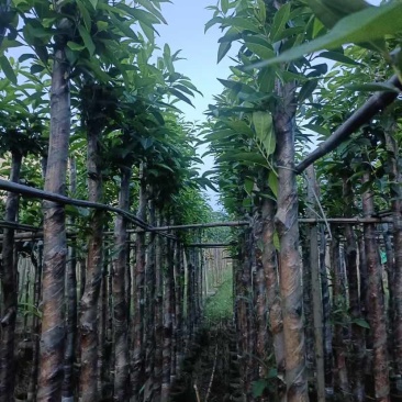 水翁树5～12公分基地直销大小规格齐全欢迎老板来电洽谈