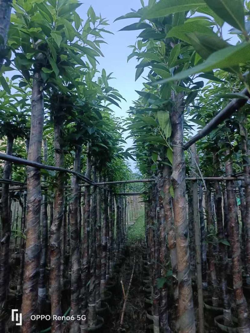 水翁树5～12公分基地直销大小规格齐全欢迎老板来电洽谈