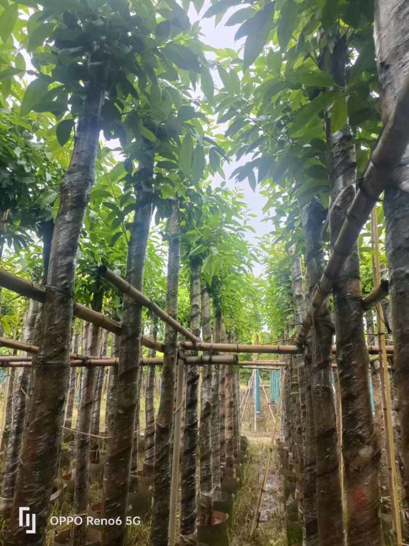 水翁树5～12公分基地直销大小规格齐全欢迎老板来电洽谈