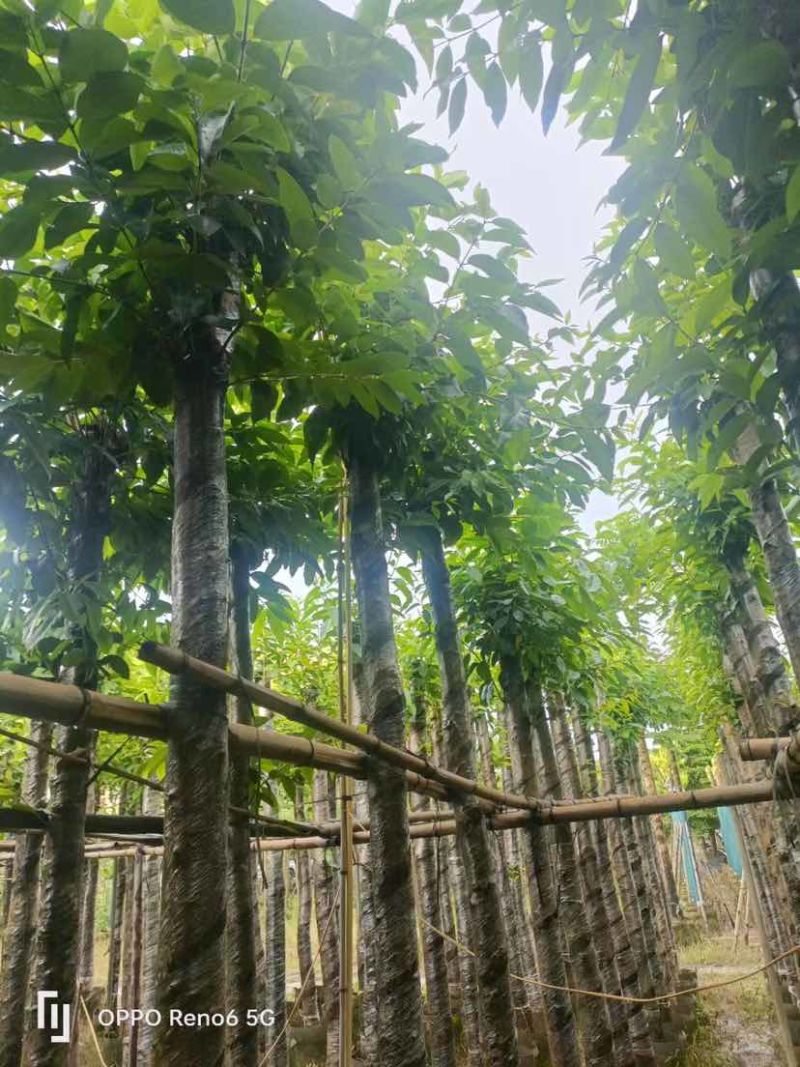 水翁树5～12公分基地直销大小规格齐全欢迎老板来电洽谈