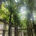 水翁树5～12公分基地直销大小规格齐全欢迎老板来电洽谈