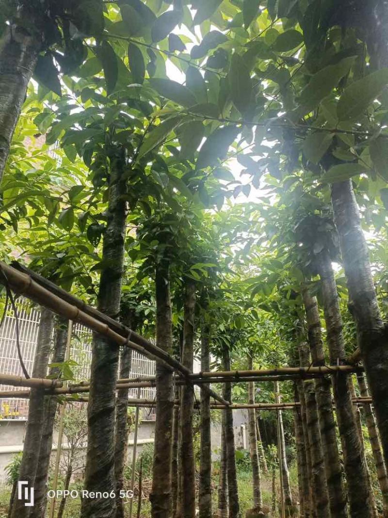 水翁树5～12公分基地直销大小规格齐全欢迎老板来电洽谈