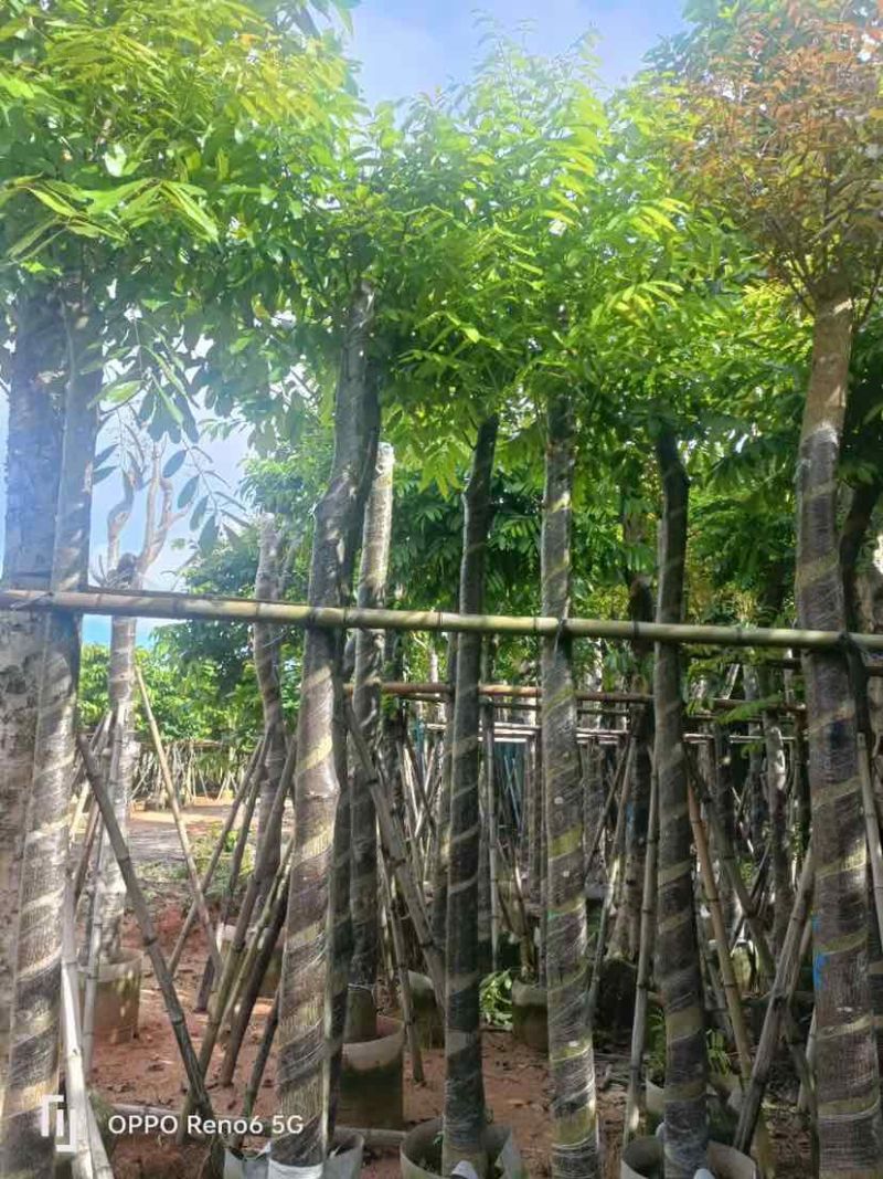 截杆骨架桃花心木10～12公分基地直销大小规格齐全