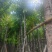 截杆骨架桃花心木10～12公分基地直销大小规格齐全