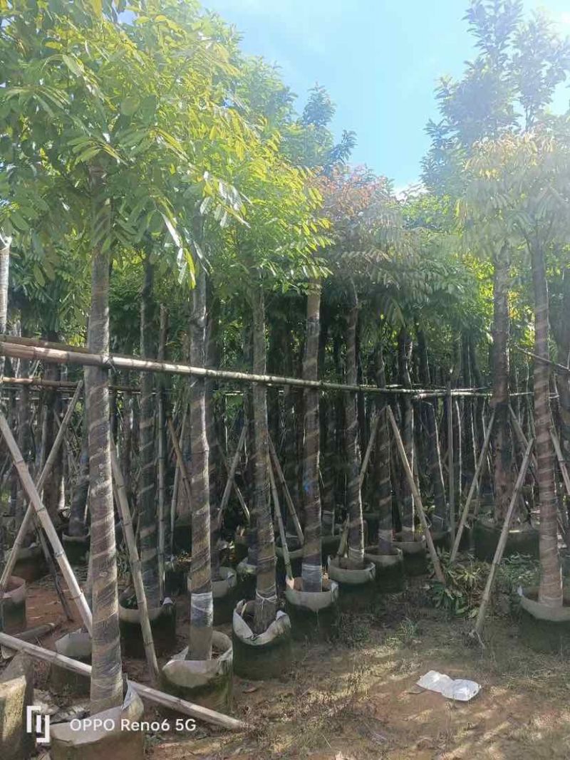 截杆骨架桃花心木10～12公分基地直销大小规格齐全