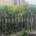截杆骨架桃花心木10～12公分基地直销大小规格齐全